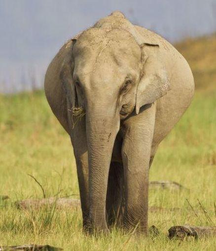 13种动物们怀孕后的样子,原来是这样!最后一个感觉有些奇怪?