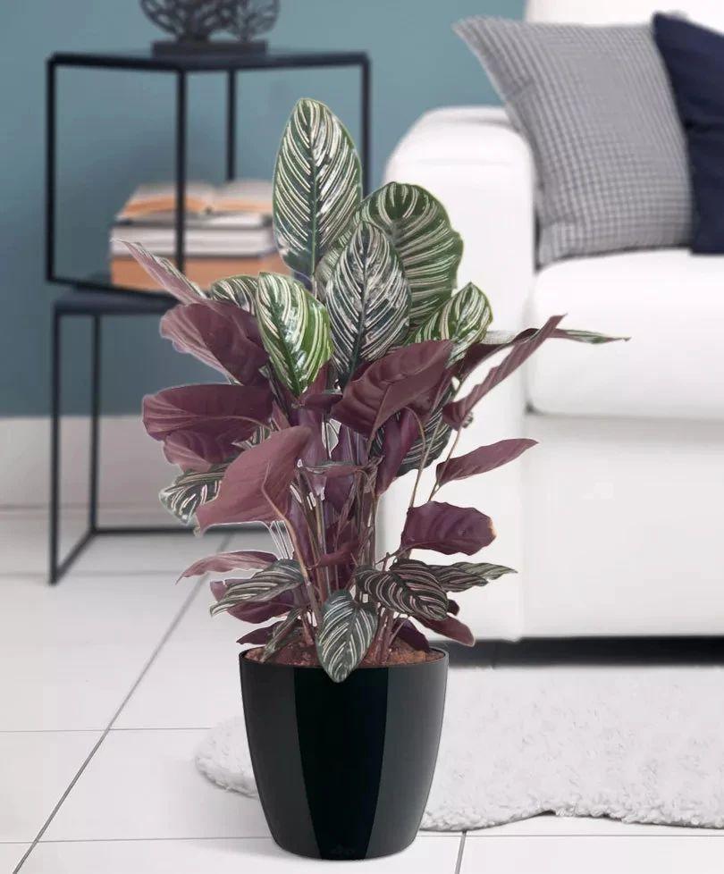 叶子有斑斓条纹的双线竹芋美得像油画养卫生间里都能长