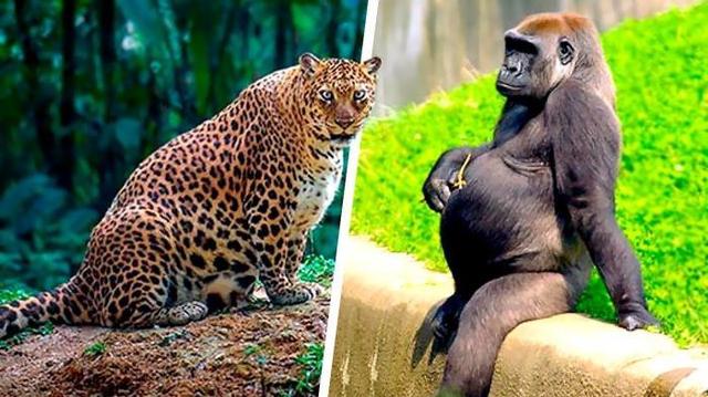 13种动物们怀孕后的样子,原来是这样!最后一个感觉有些奇怪?