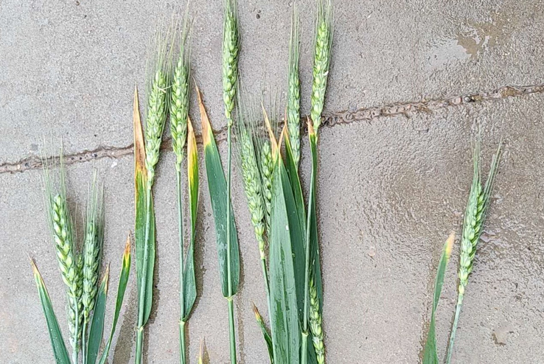 影响小麦产量的又一个关键因素居然是它!