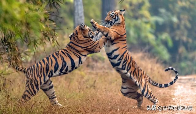 老虎的"地躺拳"在对付狮子时有用吗?会不会更容易输?