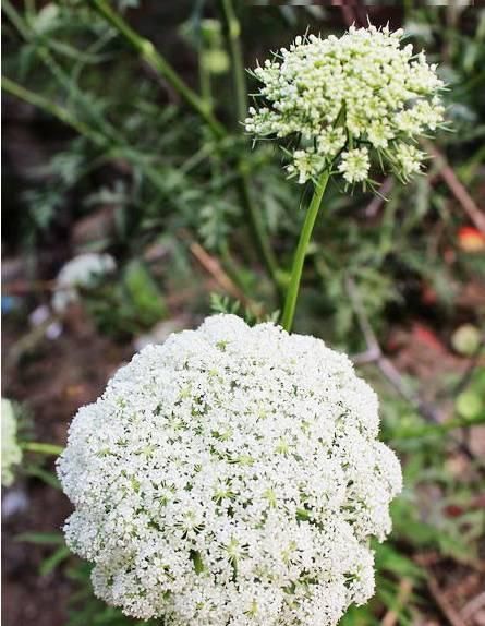 一般好的芹菜都不留到开花    开满了的话像个白色的绣球