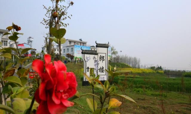 走进庄台之王家坝镇郎楼庄台