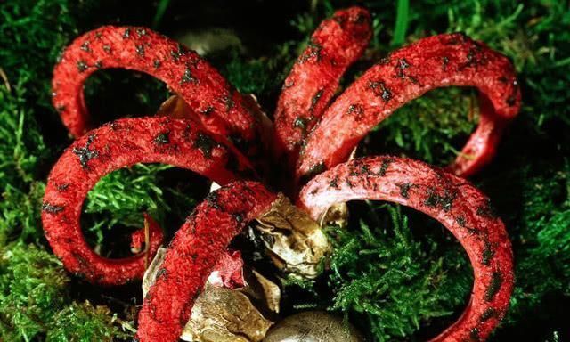 为了探索臭味成分,科学家找来了两株阿切氏笼头菌,其中一株是未成熟的