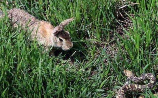 兔子飞天打老鹰的脸,直接吓懵了在场所有人,这是"兔子精"吧