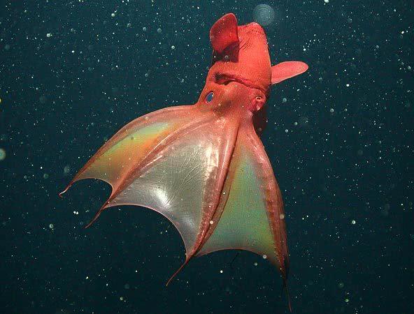 沧龙是远古海洋霸主,但科学家还原一种海洋生物,甚至以沧龙为食