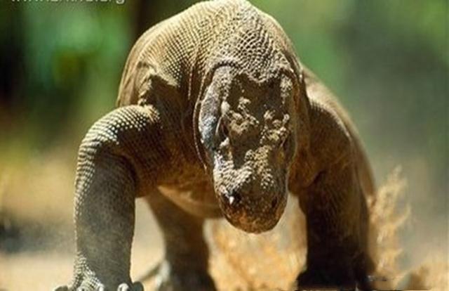 冷血动物科莫多巨蜥牙齿布满致命的毒液无性繁殖没有天敌