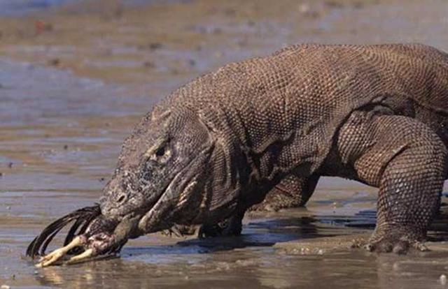 冷血动物科莫多巨蜥牙齿布满致命的毒液无性繁殖没有天敌