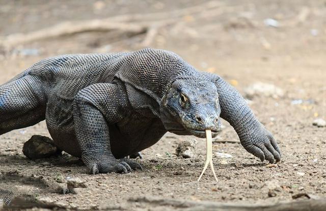 冷血动物科莫多巨蜥牙齿布满致命的毒液无性繁殖没有天敌