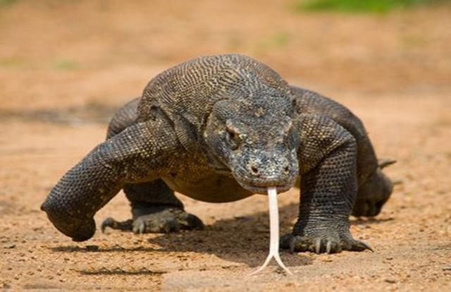 冷血动物科莫多巨蜥牙齿布满致命的毒液无性繁殖没有天敌