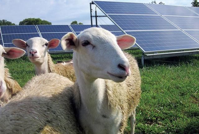 困扰多年的世界难题,国人却用一群羊解决了|光伏|能源|牧草_新浪新闻