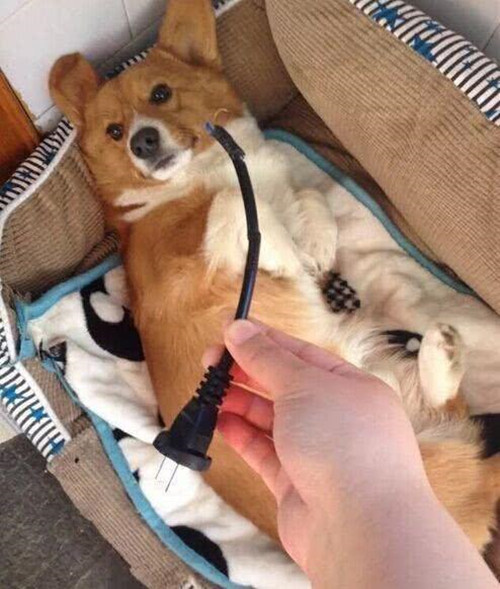 电视机插头没了,找到时只剩下一半,男子气到跺脚:有同款狗没?