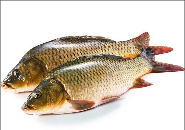 5元1斤无人过问,早先的"淡水鱼王",为什么不受待见了?