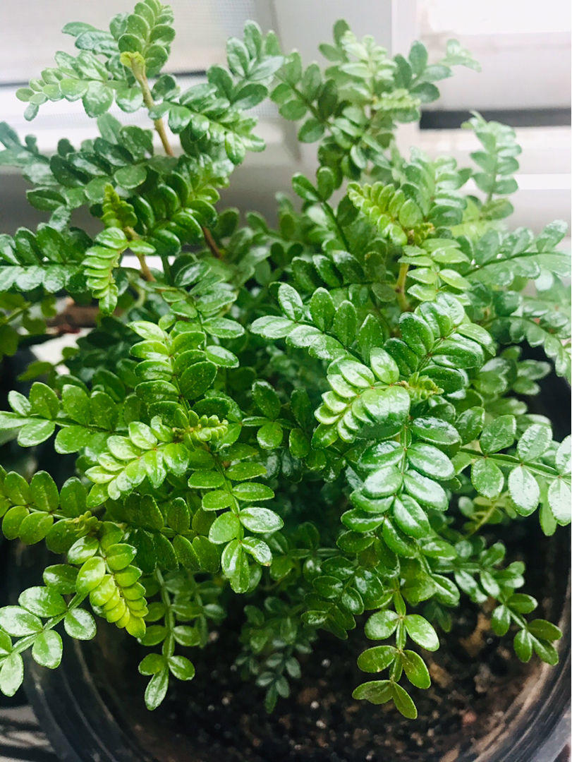 驱蚊植物到底管用吗?其实里面也有讲究,学会就见效!|驱蚊|植物|蚊虫_