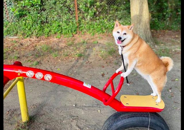 胖柴犬看到跷跷板,坐上去后还示意主人也坐,狗:把你给弹飞咯!