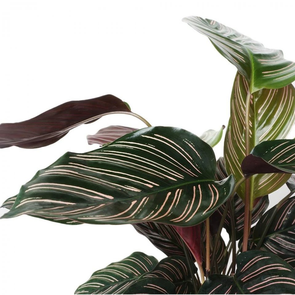 叶子有斑斓条纹的双线竹芋美得像油画养卫生间里都能长