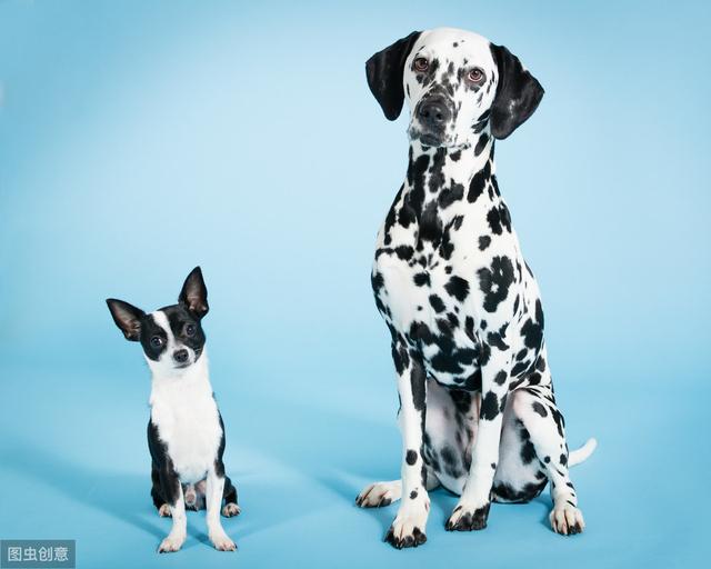 为何经常看到大狗怕小狗这6点或许是原因