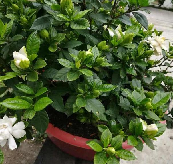 栀子花能在北方养吗