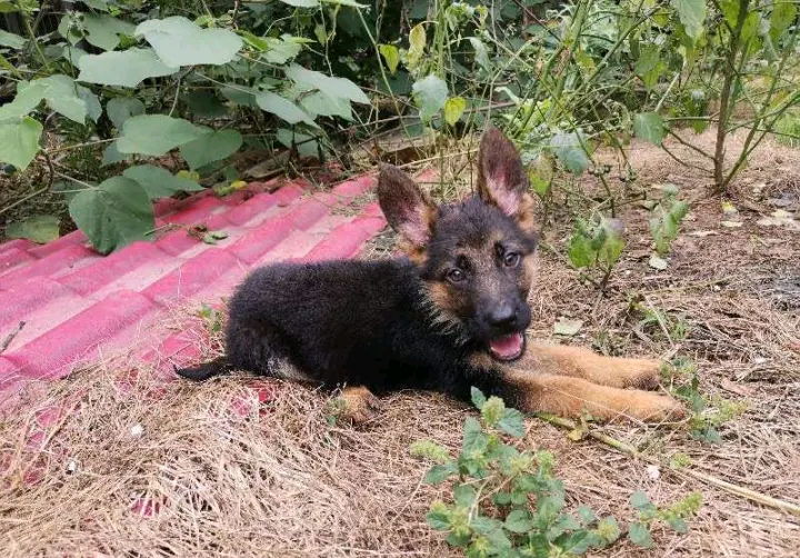 德牧天天往外跑,现在耳朵也立起来,运动让它变得更好