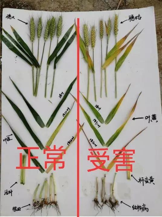 旗叶|小麦|叶片_新浪新闻