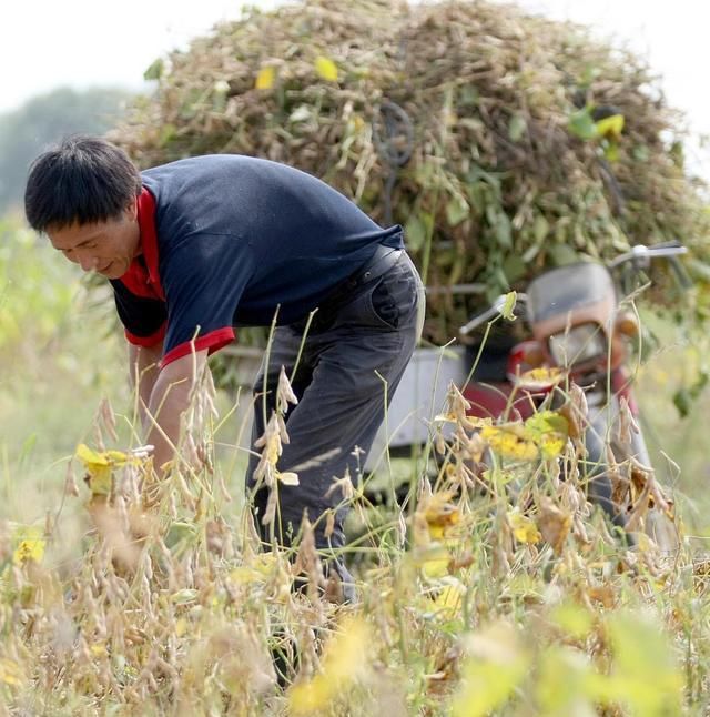 割黄豆是一件苦差事.