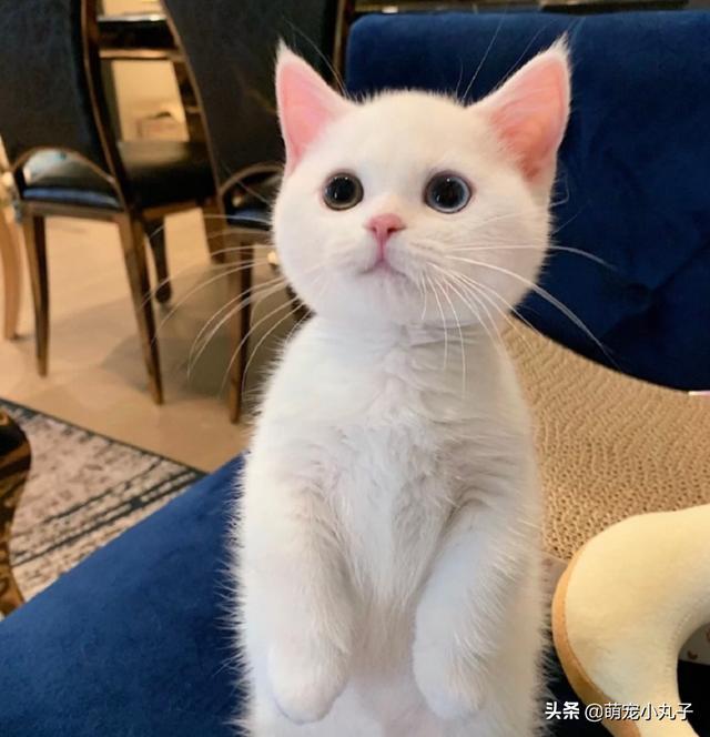 白色小奶猫火遍全网网友点赞这是什么神仙颜值萌晕了