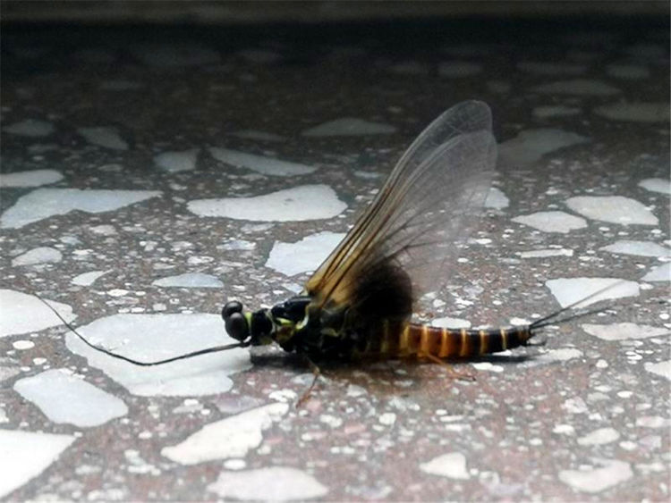 吉林市出现大量飞虫,不咬人却膈应人!它们是