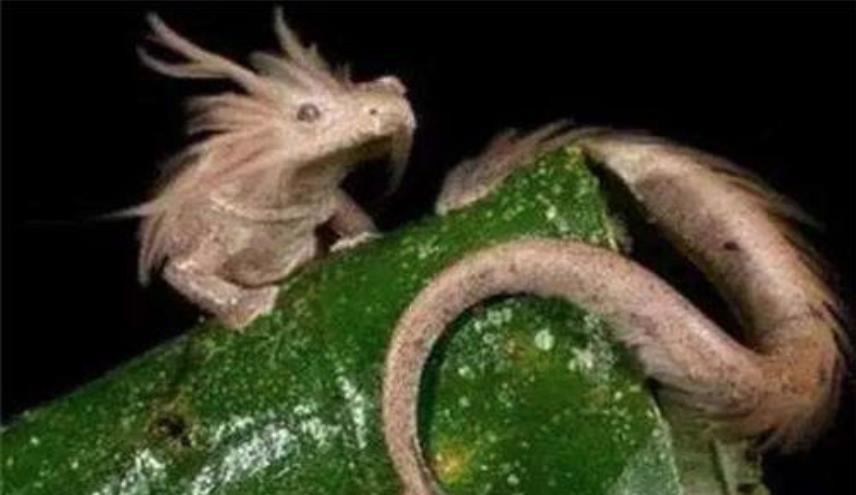 地球上最像龙的生物,10年不吃不喝不动弹,寿命却长达百年