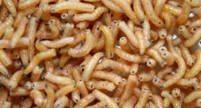 抗生素未问世前,医生还用蛆虫治疗