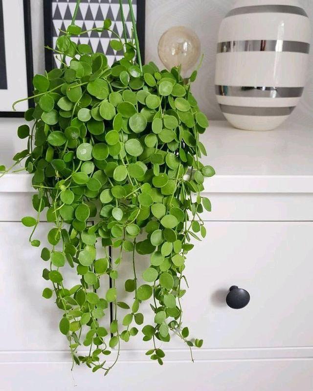 第二种是千叶兰,这是一种观叶型的植株,气质优雅青葱翠绿,吊在阳台