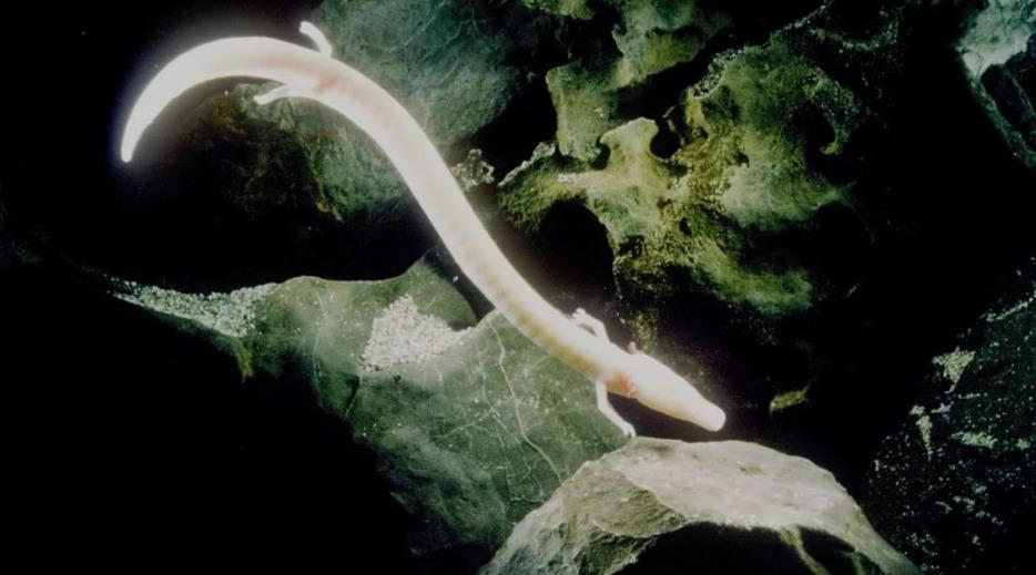 但洞螈捕捉到食物后不会咀嚼而是直接吞咽,它们对食物消化得非常充分