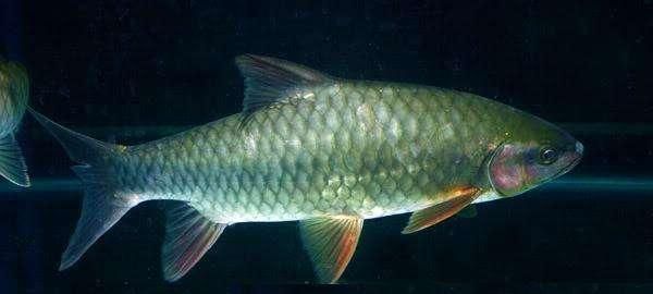 人称"倒刺鲅",鳞片发青肉质肥美,一斤50元,下一个养殖风口