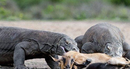 如果老虎遇到科莫多巨蜥怎么办生物学家老虎想保命很难