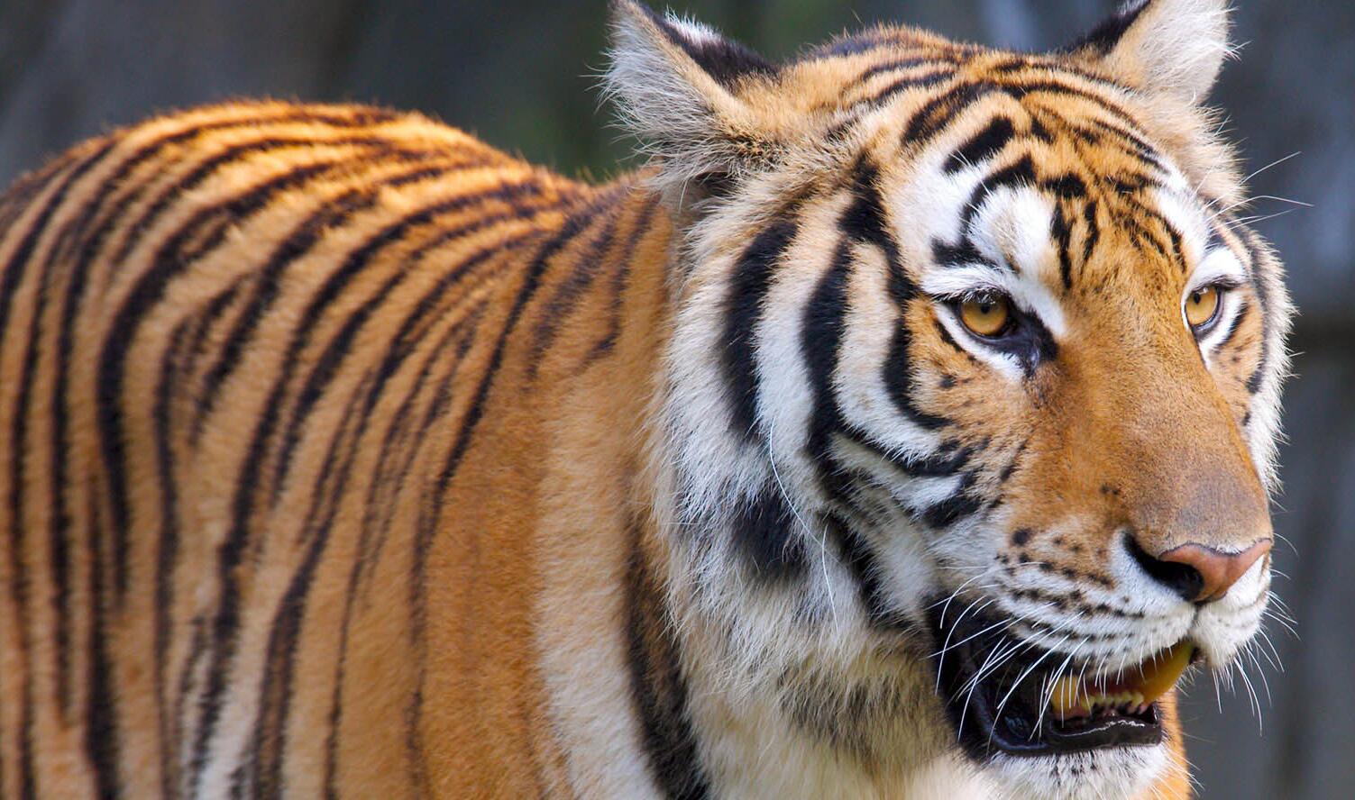 136万年前灭绝动物再现野外灭绝的华南虎可能出现吗