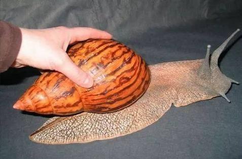 世界上最稀有的蜗牛图片