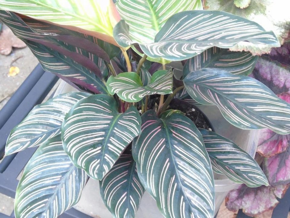 叶子有斑斓条纹的双线竹芋美得像油画养卫生间里都能长