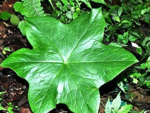 每日山中草药:八角莲,功效及种植技术介绍