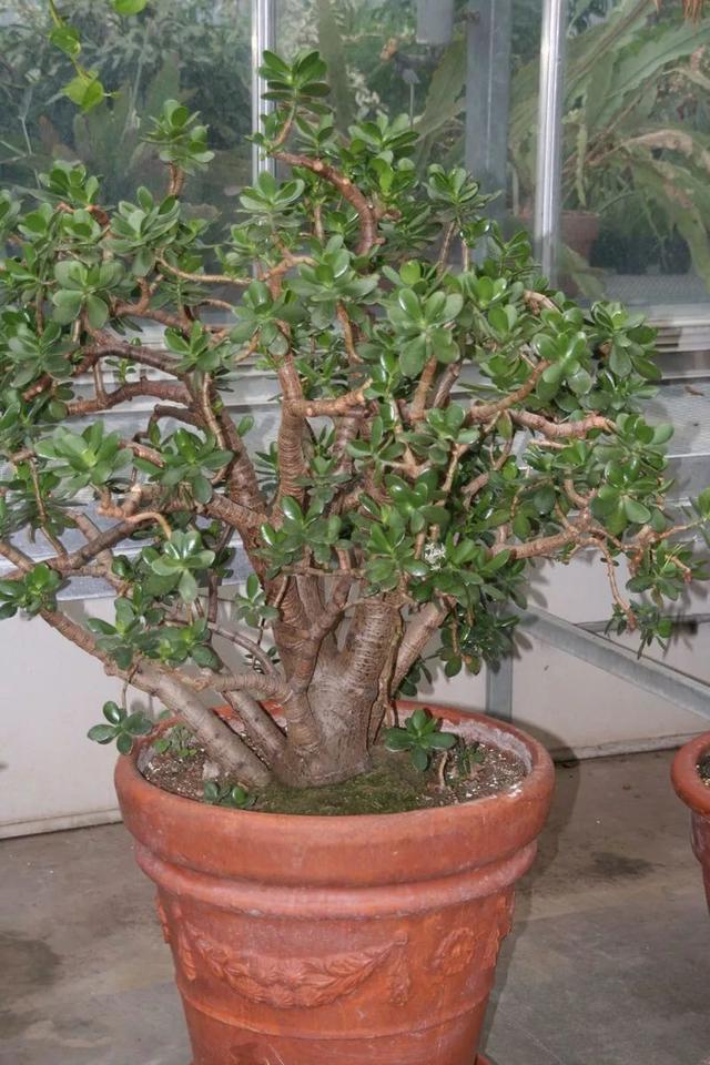 中需要非常充足的光照和热量,在寒带地区就只能栽种在室内作为盆栽