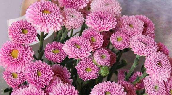 菊花中的另类"纽扣菊",花型玲珑小巧,现在养正好爆盆