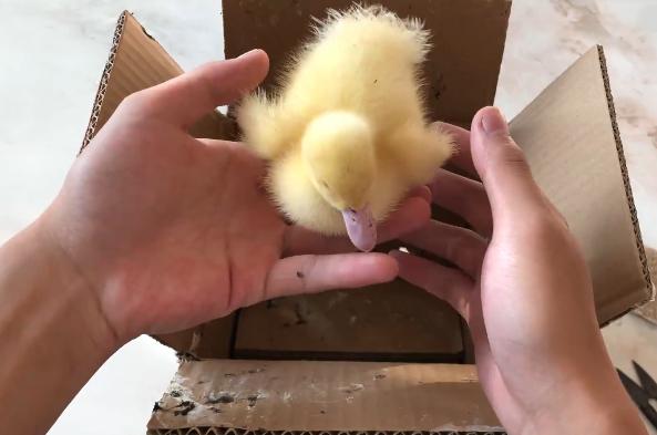 男子网购一只小黄鸭,饲养8个月后,体型不是一般家庭能接受的