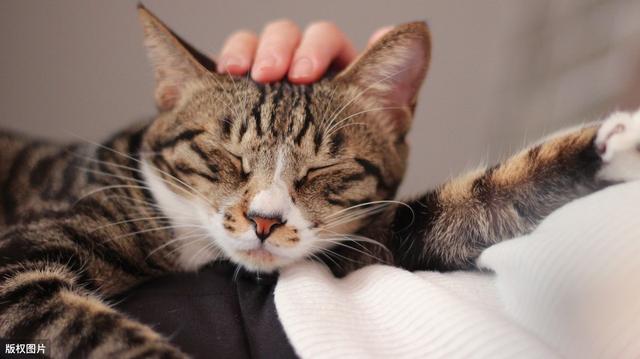 猫咪最渴望被人摸哪里?这几个地方不摸,小心它不开心