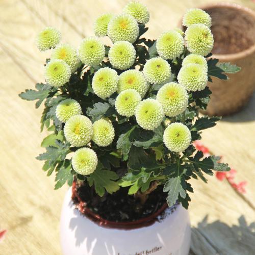 菊花中的另类"纽扣菊",花型玲珑小巧,现在养正好爆盆