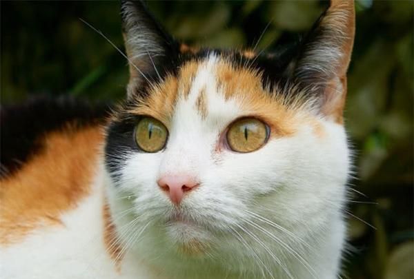 三花猫，它是来自上天给宠主的宝藏福利