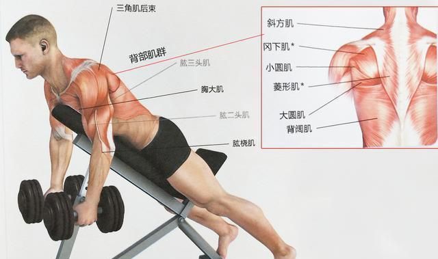 9个全背训练动作,瞄准背肌每一块肌肉