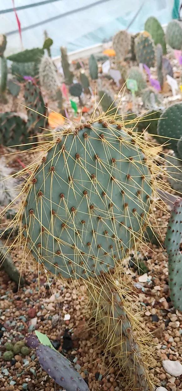 3种"丑花",长得不怎么样,却能旺运镇宅,关键还好养