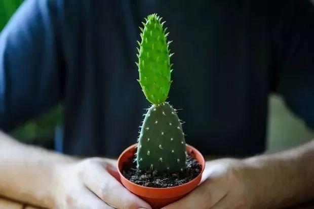 仙人掌不小心碰断了一截不要丢,插土里能养成新的盆栽