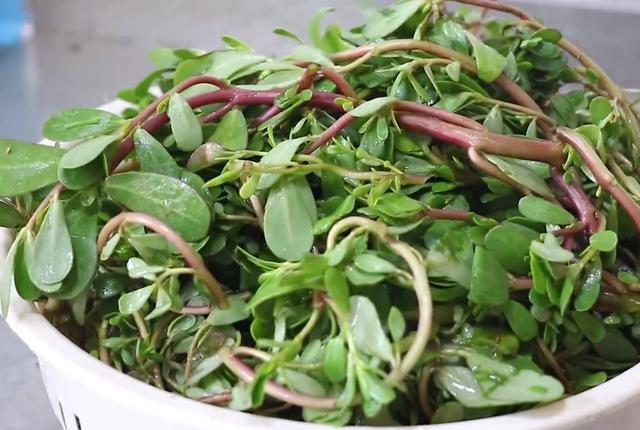 野菜马齿苋新吃法,不炒不凉拌,一顿做1筐,上桌家里人都喜欢吃