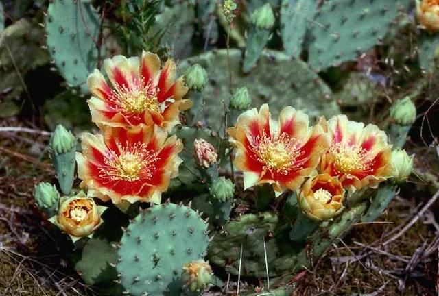 3种丑花很多人不喜欢殊不知能旺运镇宅关键还好养