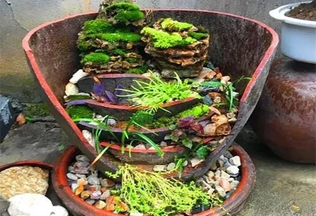 用咸菜缸碎片栽种绿植,破缸也能变成盆景