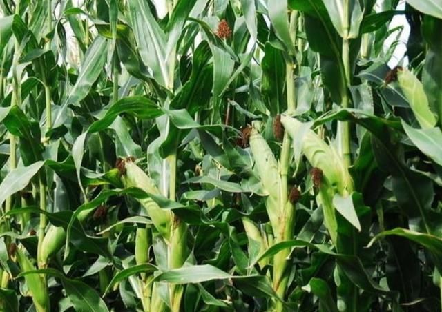 种植玉米选择这个品种,不仅抗病又抗倒,而且棒子大产量高